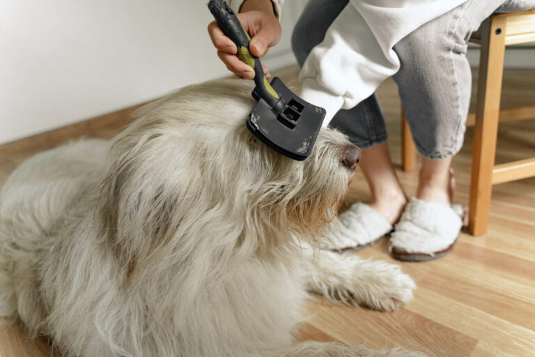 Dog getting brushed